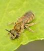 Seladonia sp.